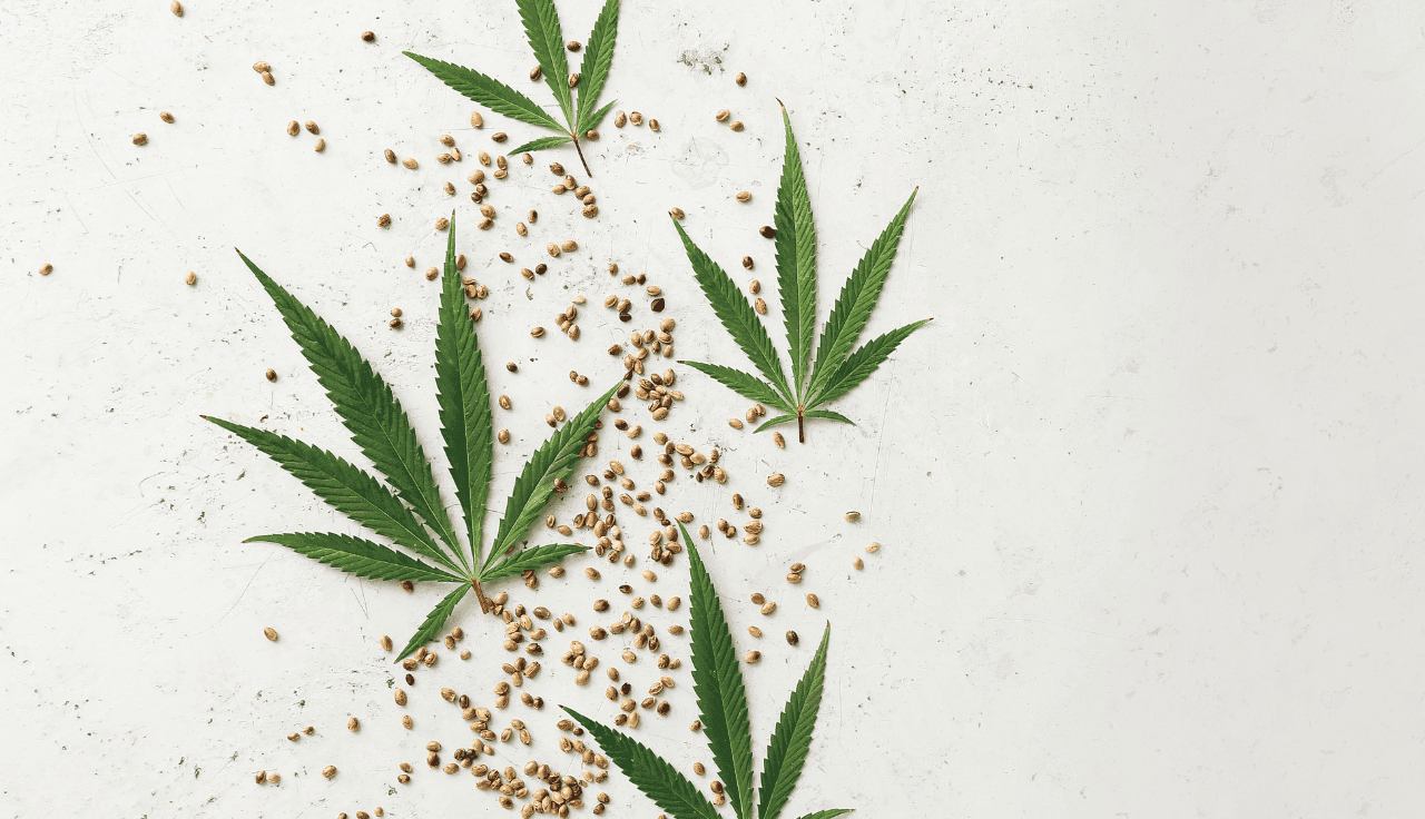Cannabisblätter und Samen auf hellgrauem Hintergrund