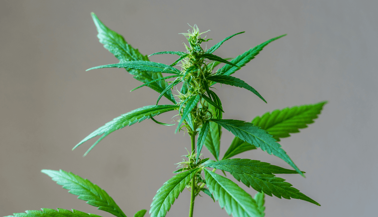Cannabispflanze vor beigem Hintergrund