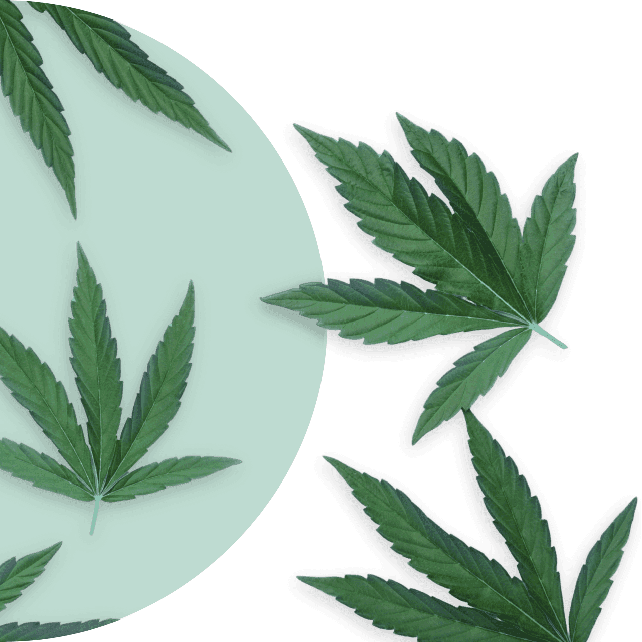 Cannabisblätter auf hellgrünem Grund